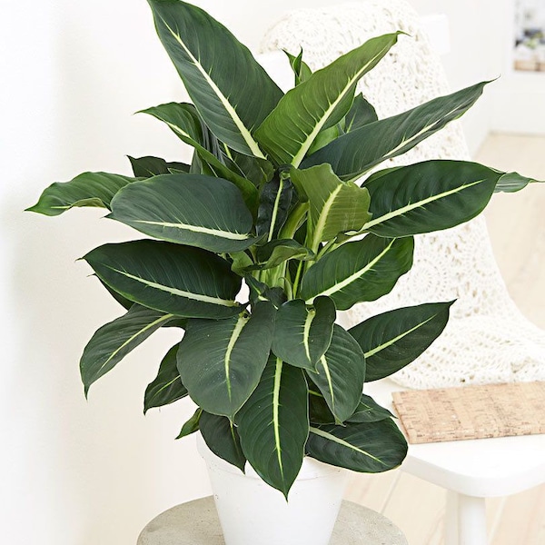 Dieffenbachia Green magic 2” pot (ALL PLANTS require you to purchase 2 plants!)