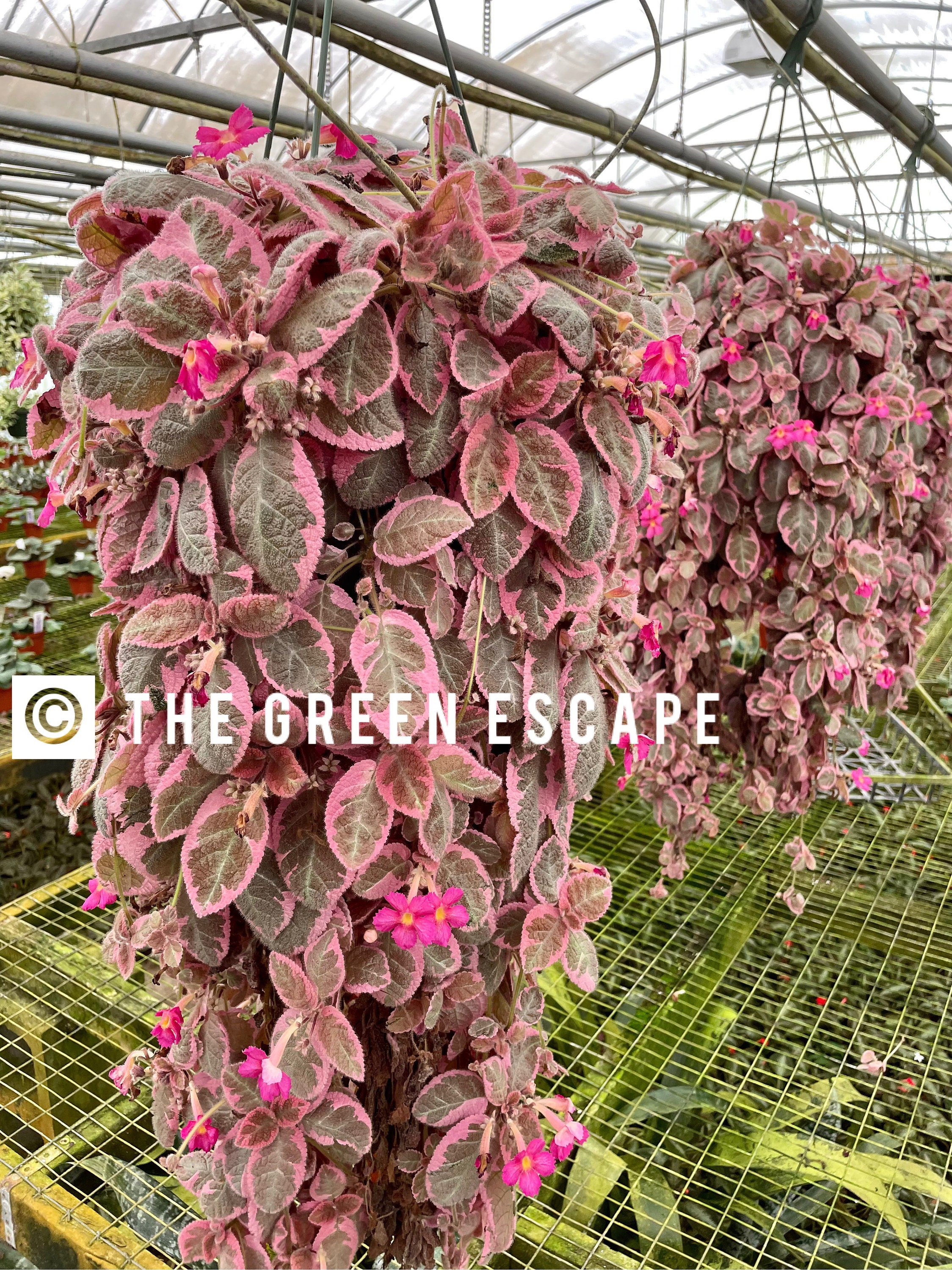 Episcia Pink Dreams - Etsy