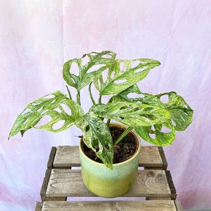 Variegated mint Monstera adansonii Starter Plant (ALL STARTER PLANTS require you to purchase 2 plants!)