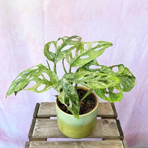 Variegated mint Monstera adansonii Starter Plant (ALL STARTER PLANTS require you to purchase 2 plants!) G9
