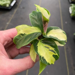 Calathea yellow fusion starter plant ALL STARTER PLANTS require you to purchase 2 plants zdjęcie 2
