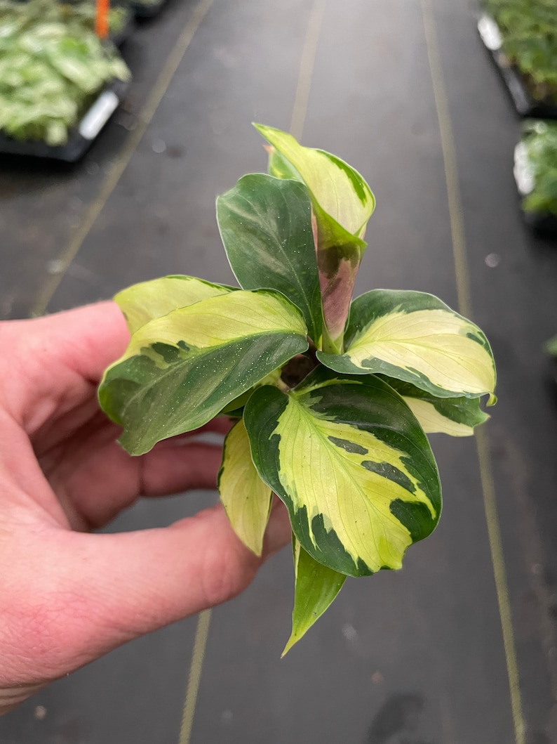 Calathea yellow fusion starter plant ALL STARTER PLANTS require you to purchase 2 plants zdjęcie 2