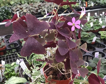 Oxalis Triangularis Ebony Allure en maceta de 2 pulgadas (¡Todas las plantas requieren la compra de 2 plantas!)