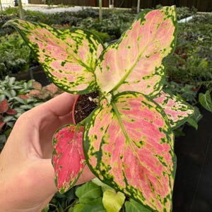 Aglaonema Red Army - Etsy