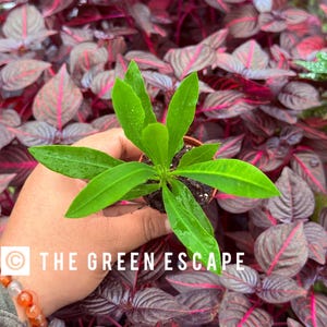 May include: A small potted plant with vibrant green leaves is held against a backdrop of burgundy and pink foliage. The plant's leaves are long and pointed, with visible water droplets. The text "THE GREEN ESCAPE" is visible in the image.