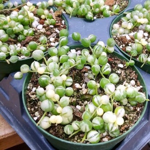 variegated String of pearls Starter Plant (ALL STARTER PLANTS require you to purchase 2 plants!)