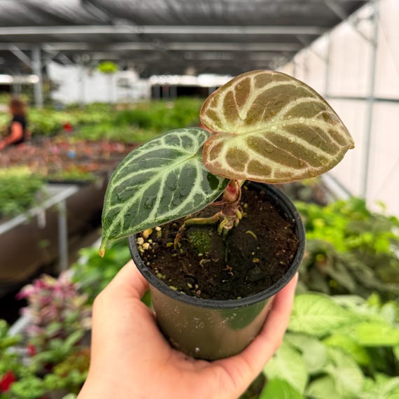 Exact Plant Anthurium Silver Hope X Red Crystallinum Specific 4