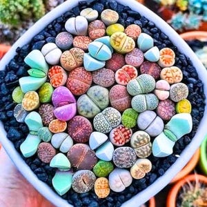 May include: A square white planter filled with a variety of colorful living stones. The succulent plants display a range of colors, including green, purple, orange, and beige. The stones are surrounded by black pebbles, creating a visually appealing arrangement.