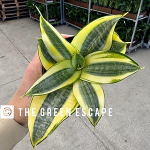 Pot de Sansevieria golden hahnii 4" (TOUTES LES PLANTES nécessitent l'achat de 2 plantes !)