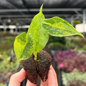 Alocasia Dragon Breath aurea｜アロカシア ドラゴン 【公式通販】