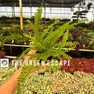 May include: A small green fern plant with delicate fronds in a black pot. The plant is being held by a hand in front of a background of other plants.