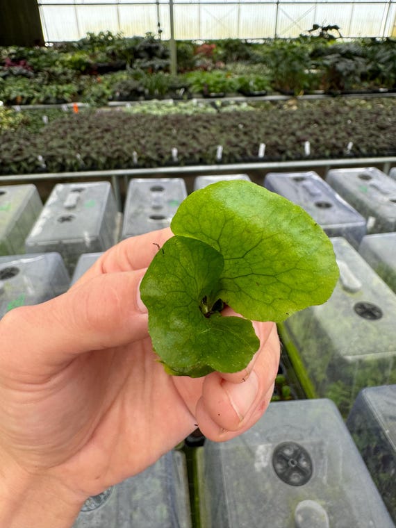 Platycerium Neptune tissue culture (ALL PLANTS require you to purchase 2 plants!)
