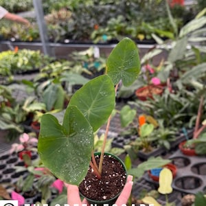 May include: A small potted plant with large, heart-shaped green leaves. The plant is held in a green pot with dark soil. The text "THE GREEN ESCAPE" is visible at the bottom of the image. The background shows other plants in a greenhouse setting.