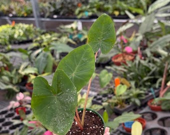 Colocasia Hawaiian Punch 2” Pot (ALL PLANTS require you to purchase 2 plants!)