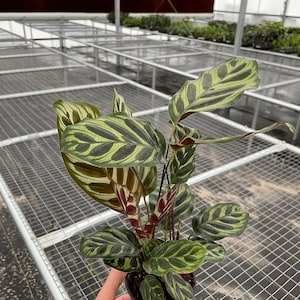 Calathea makoyana 4” pot (ALL PLANTS require you to purchase 2 plants!)