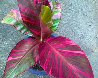 Pink variegated Musa Nono Starter Plant (ALL STARTER PLANTS require you to purchase 2 plants!)