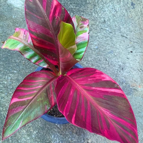 Pink variegated Musa Nono Starter Plant (ALL STARTER PLANTS require you to purchase 2 plants!)