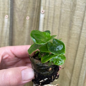 Pu&ograve; includere: Una piccola pianta verde con foglie rotonde in un vaso marrone. La pianta ha radici visibili sul fondo del vaso.