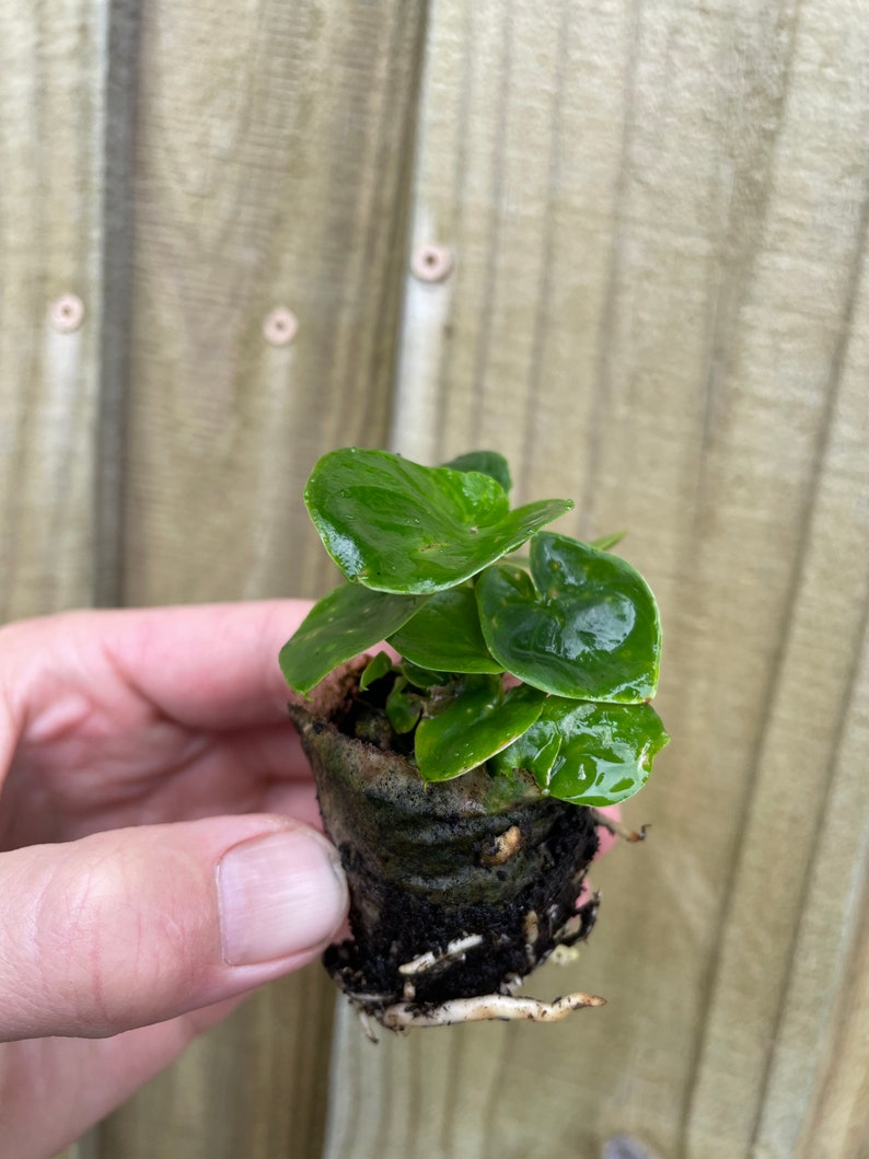 Pu&ograve; includere: Una piccola pianta verde con foglie rotonde in un vaso marrone. La pianta ha radici visibili sul fondo del vaso.