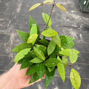 Hoya gracilis 4” pot (ALL PLANTS require you to purchase 2 plants!)