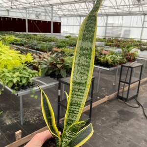 Puede incluir: Una planta de serpiente en maceta (Sansevieria), con hojas largas y erguidas. Las hojas son verdes con rayas verdes claras y amarillas. La planta est&aacute; en una maceta de pl&aacute;stico verde. La planta es sostenida por una persona en un invernadero.