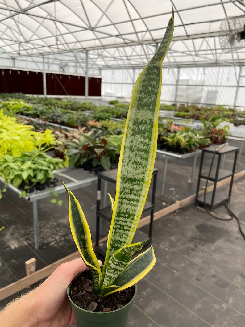 Puede incluir: Una planta de serpiente en maceta (Sansevieria), con hojas largas y erguidas. Las hojas son verdes con rayas verdes claras y amarillas. La planta est&aacute; en una maceta de pl&aacute;stico verde. La planta es sostenida por una persona en un invernadero.