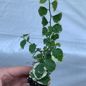 Ficus pumila variegata variegated creeping fig Starter Plant ALL STARTER PLANTS require you to purchase 2 plants image 3