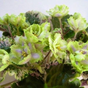 LE valeria African violet starter plant (ALL Starter PLANTS require you to purchase 2 plants!)