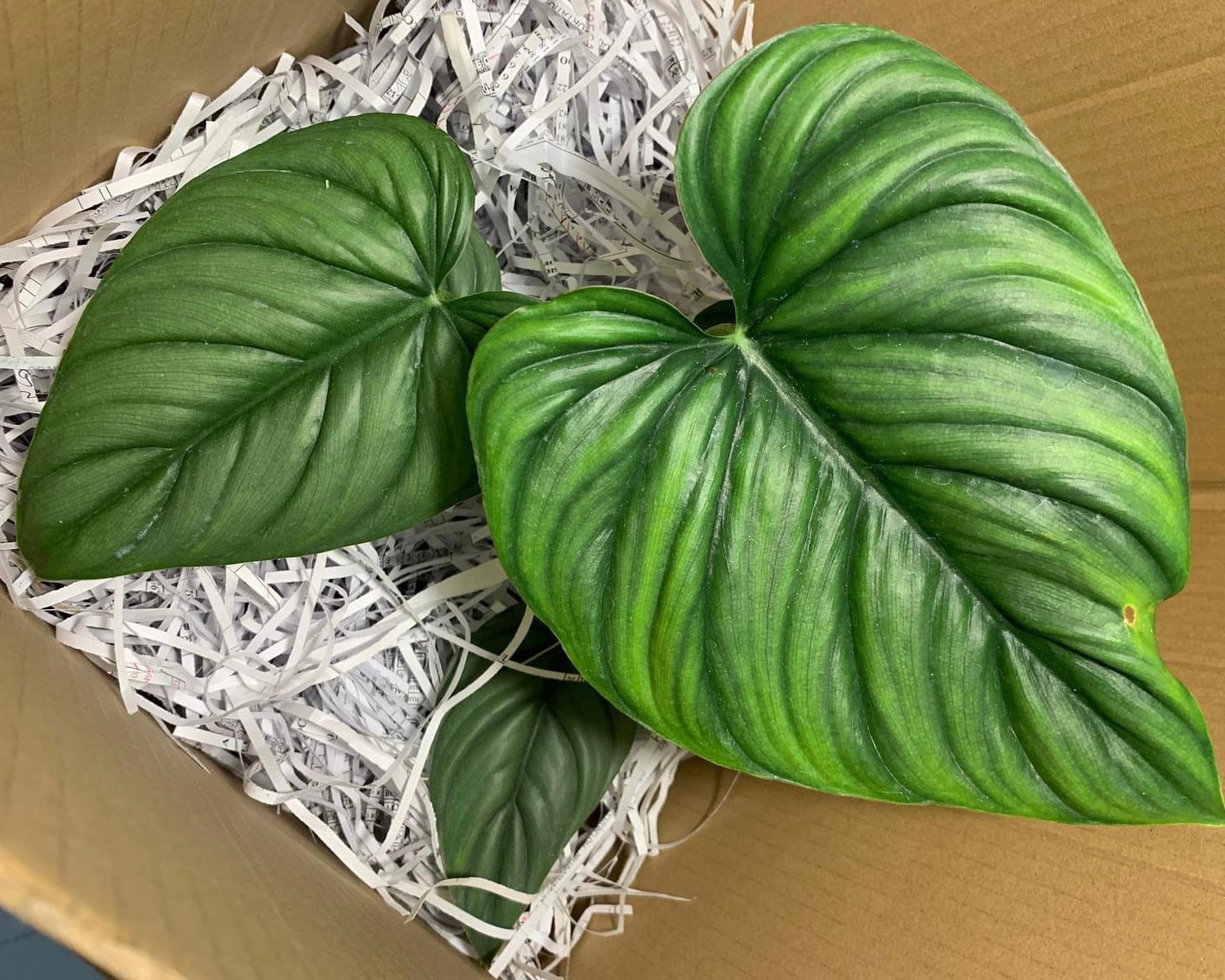 Philodendron .sp Colombia Silver Starter Plant (ALL STARTER