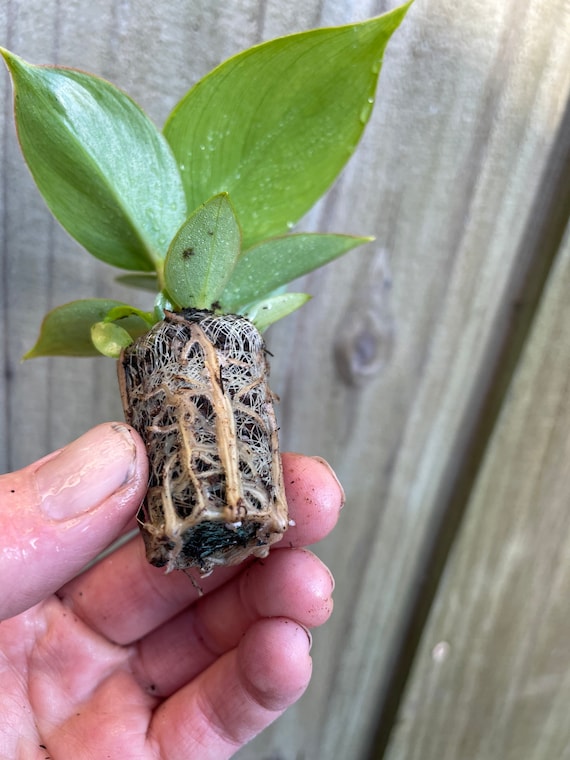 Philodendron Thai Congo Starter Plant (ALL STARTER PLANTS