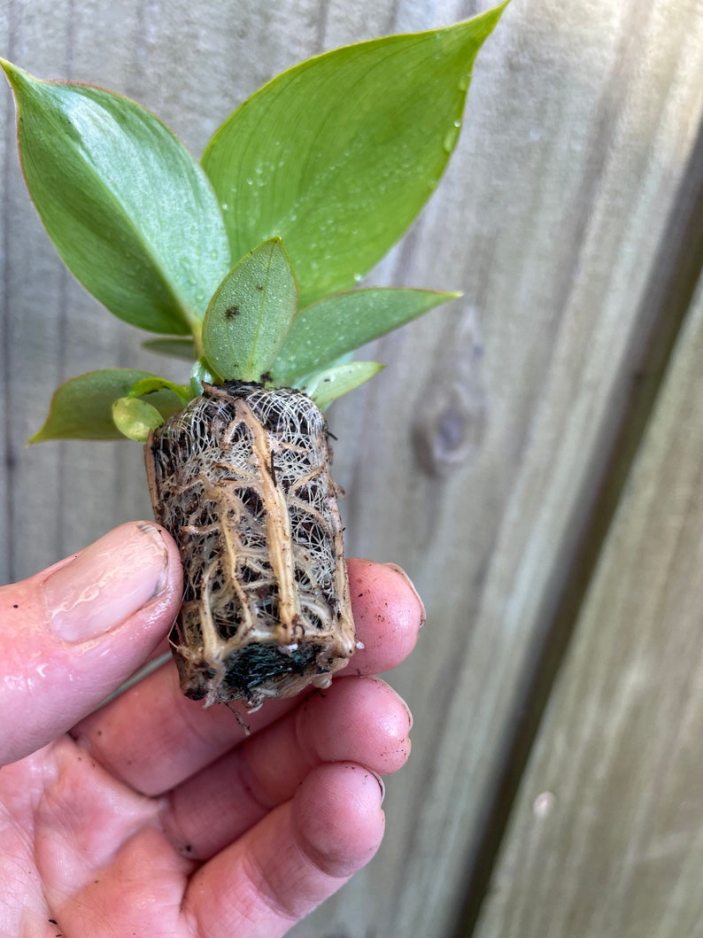 TheGreenEscape Philodendron Thai Congo Plant - Thumbnail 3