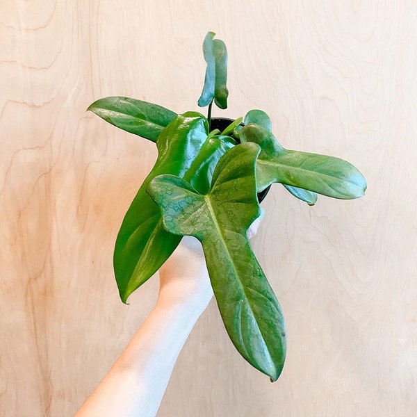 Philodendron Bippenifolium “horse head”Starter Plant (ALL STARTER PLANTS require you to purchase 2 plants!)