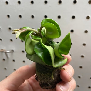 Hoya Carnosa Compacta hindu Rope Starter Plant ALL STARTER PLANTS ...