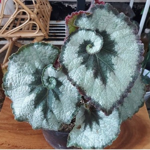 Begonia Rex escargot Starter Plant (ALL STARTER PLANTS require you to purchase 2 plants!)