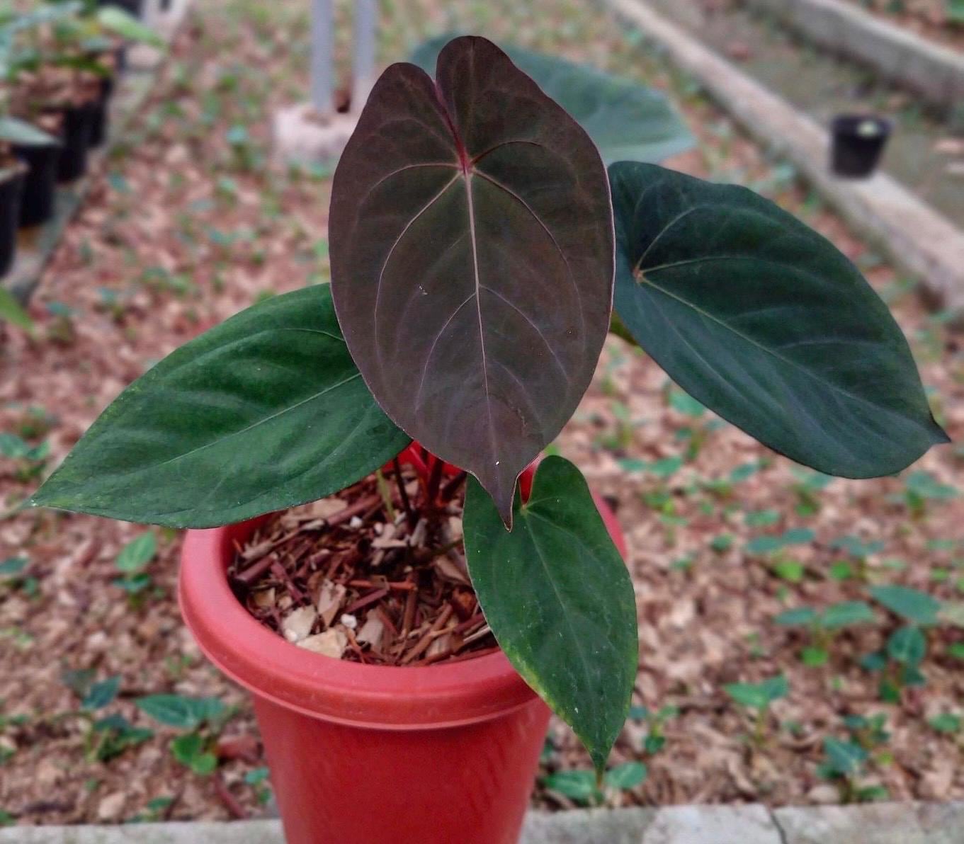 s*b様 Anthurium luxurians × Ace of Spades Anthurium 'Ace of Spades' x carlablackiae. More specifically
