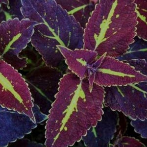 May include: Close-up of coleus plant leaves. The leaves are a deep purple with bright green veins and edges. The leaves have a ruffled edge and a textured surface. The plant is in focus and fills the frame.