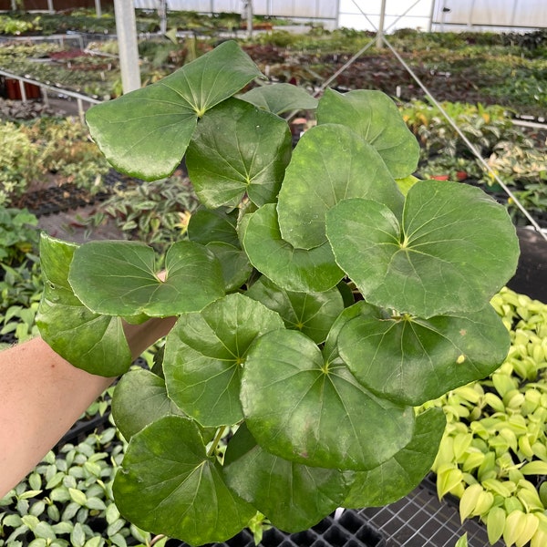 Tractor Seat Plant Etsy