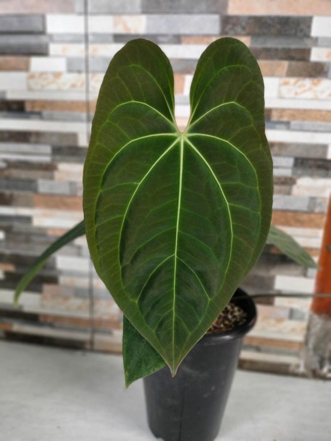 anthurium Dark　Phoenix　ダーク　フェニックス　セルフ Anthurium Dark Phoenix S1
