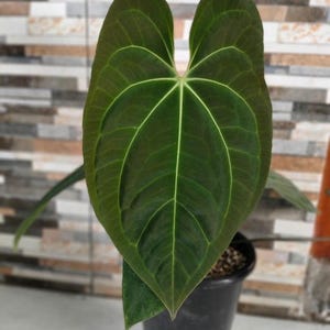 Anthurium Dark Phoenix X Magnificum Starter Plant (ALL STARTER