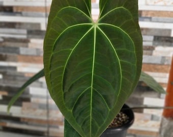 Anthurium Dark Phoenix X Goliath USA SELLER - Etsy