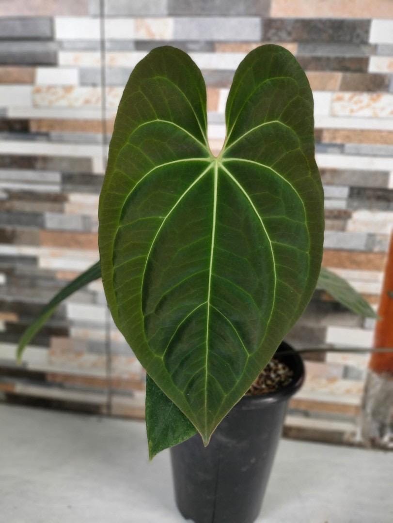 Anthurium dark phoenix x Magnificum Starter Plant (ALL