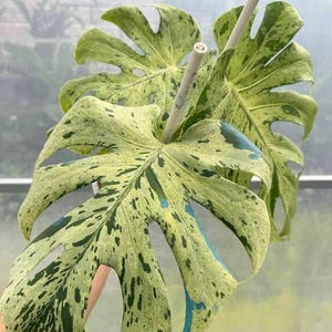 May include: Close-up of a variegated Monstera plant leaf with a light green and dark green pattern. The leaf has a unique split-leaf design with a light blue accent. A white support stick is visible.