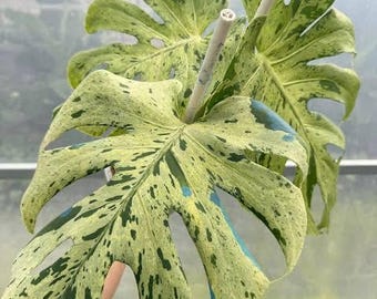 Monstera bulbasaur Starter Plant (ALL STARTER PLANTS require you to purchase 2 plants!)