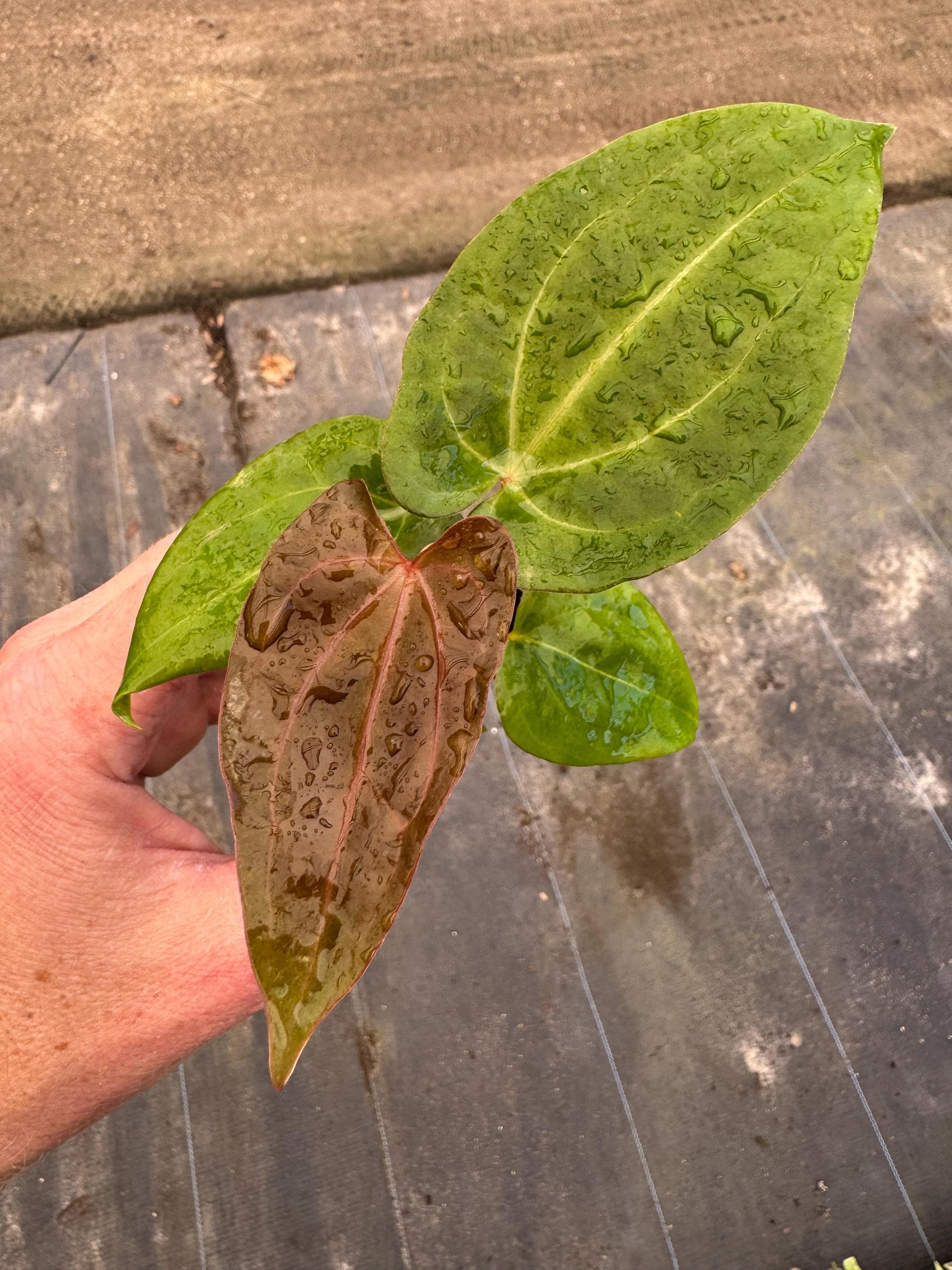 Anthurium Red Vein Dark Phoenix X Papillilaminum Starter Plant
