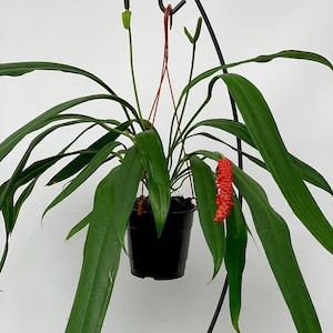 Anthurium Bakeri Starter Plant (ALL STARTER PLANTS require you to purchase 2 plants!)