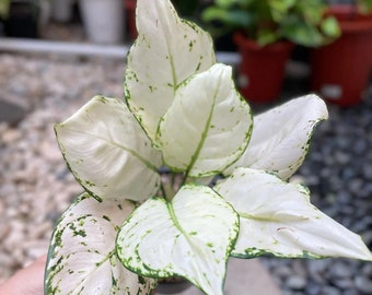 Aglaonema Super white Starter Plant (ALL STARTER PLANTS require you to purchase 2 plants!)