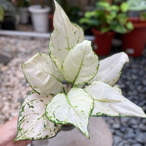 Aglaonema Super white Starter Plant (ALL STARTER PLANTS require you to purchase 2 plants!)