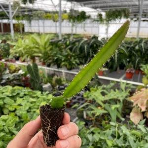 Puede incluir: Un esqueje de cactus de fruta de drag&oacute;n verde en una maceta peque&ntilde;a de color marr&oacute;n. El esqueje tiene peque&ntilde;as espinas blancas y est&aacute; creciendo en un invernadero.