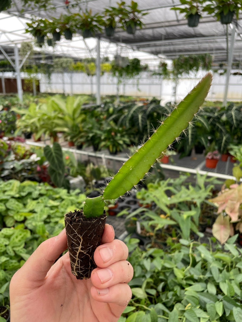 Puede incluir: Un esqueje de cactus de fruta de drag&oacute;n verde en una maceta peque&ntilde;a de color marr&oacute;n. El esqueje tiene peque&ntilde;as espinas blancas y est&aacute; creciendo en un invernadero.