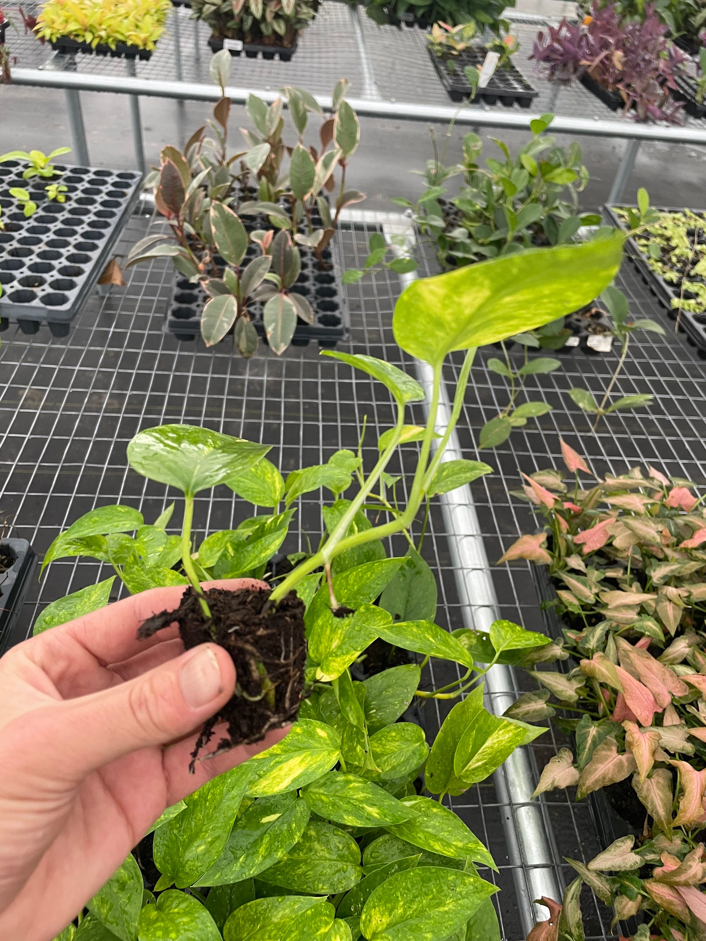 Epipremnum pinnatum 'Aurea' variegata ('Yellow Flame')